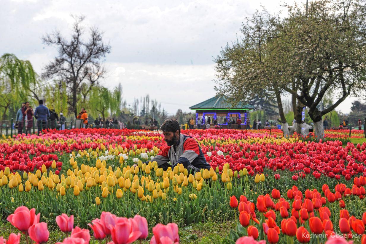 Tulip Garden Opening Date 2025